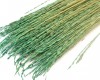 Galho de arroz 70 cm (natural) colorido - Verde - 10 unidades
